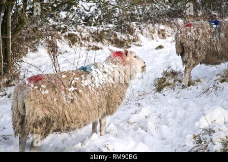 Sheep and their lambs in deep snow, Winter, Rhosneigr, Anglesey, North Wales, UK Stock Photo