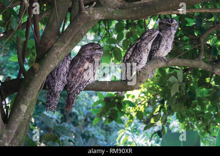 Four frog mouth owls Stock Photo