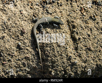 LIttle lizard shedding skin in Lanzarote Stock Photo