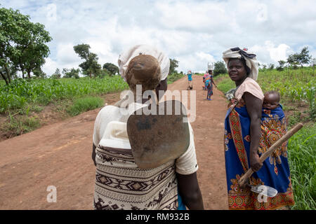 Women walking home through the maize fields in Dowa, Malawi Stock Photo