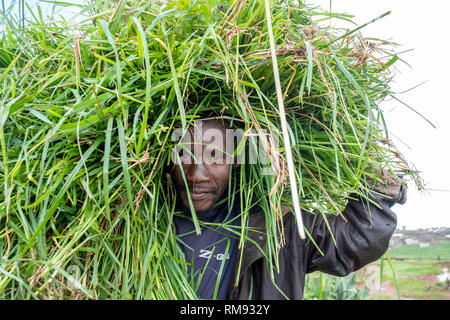 A villager with a bundle of grass he gathered to feed some cattle in Dzaleka, Dowa, Malawi Stock Photo