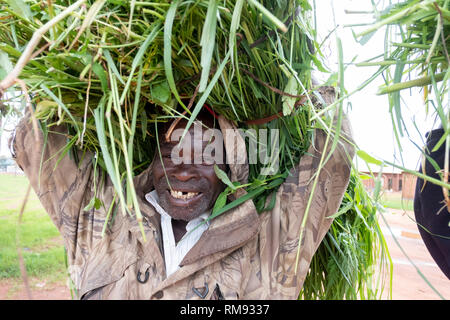 A refugee with a bundle of grass he gathered to feed some cattle in Dzaleka, Dowa, Malawi Stock Photo