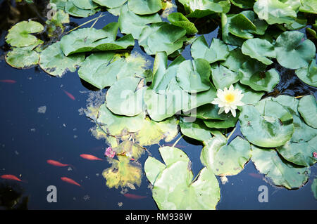 Water lily pads and koi carp within the botanical gardens of Jardin Majorelle, Marrakech, Morocco. Stock Photo