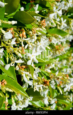 A wall of Star Jasmine (Trachelospermum jasminoides) flowers growing in San Diego, California - vertical