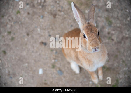Cute wild rabbits on Okunoshima Island in sunny weaher, as known as the ' Rabbit Island '.