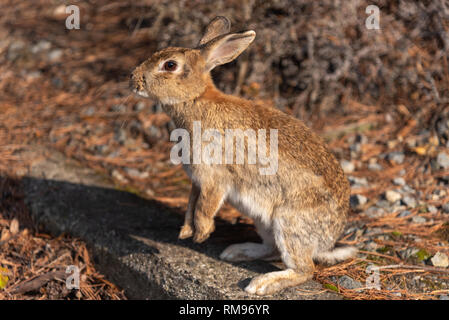 Cute wild rabbits on Okunoshima Island in sunny weaher, as known as the ' Rabbit Island '.