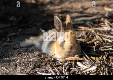 Cute wild rabbits on Okunoshima Island in sunny weaher, as known as the ' Rabbit Island '.