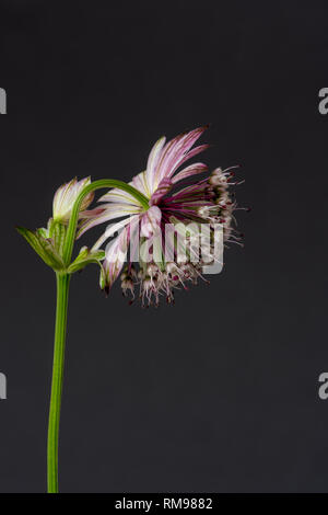 Fine art still life floral color macro of  a single isolated astrantia blossom on black paper background with detailed structure  in vintage painting Stock Photo