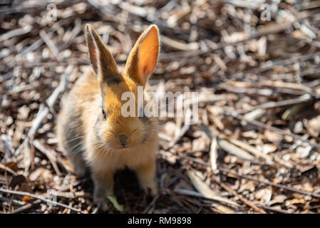 Cute wild rabbits on Okunoshima Island in sunny weaher, as known as the ' Rabbit Island '.