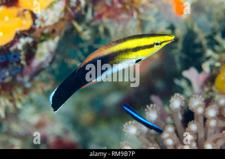 Blackspot Cleaner Wrasse, Labroides pectoralis, with Juvenile Bluestreak Cleaner Wrasse (Labroides dimidiatus) in background, Fault Line dive site, of Stock Photo