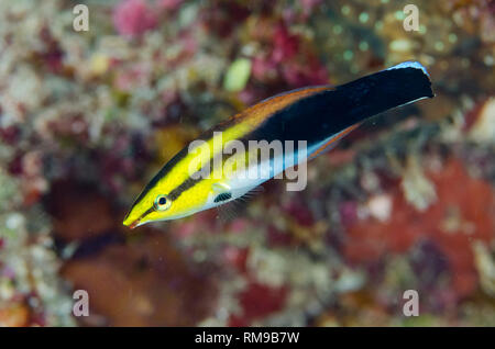 Blackspot Cleaner Wrasse, Labroides pectoralis, Fault Line dive site, off Alor, Indonesia, Indian Ocean Stock Photo