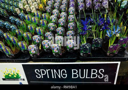 Garden Centre display Spring Bulbs Crocus Pickwick and Iris George Reticulata for sale as bedding plants for spring planting Stock Photo