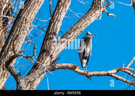 Great Blue Heron roosting in a Cottonwood Tree along the South Arkansas River; Ardea herodias; Pelecaniformes; Ardeidae; Vandaveer Ranch; central Colo Stock Photo