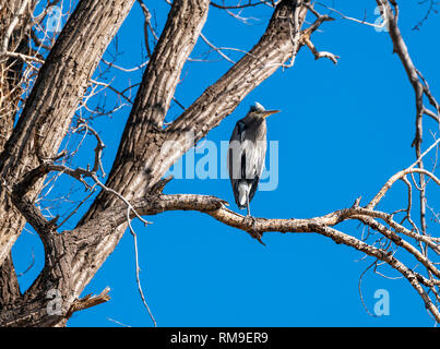 Great Blue Heron roosting in a Cottonwood Tree along the South Arkansas River; Ardea herodias; Pelecaniformes; Ardeidae; Vandaveer Ranch; central Colo Stock Photo