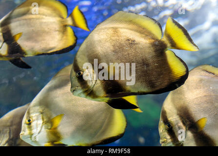 The Batfish at Ripley's Aquarium, in Toronto. It is considered invasive and aggressive fish Stock Photo