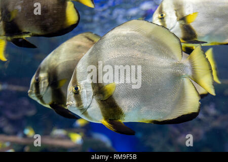 The Batfish at Ripley's Aquarium, in Toronto. It is considered invasive and aggressive fish Stock Photo