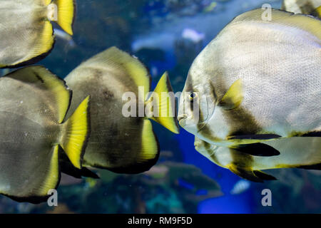 The Batfish at Ripley's Aquarium, in Toronto. It is considered invasive and aggressive fish Stock Photo
