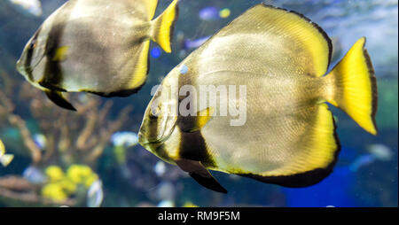 The Batfish at Ripley's Aquarium, in Toronto. It is considered invasive and aggressive fish Stock Photo