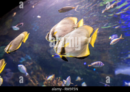The Batfish at Ripley's Aquarium, in Toronto. It is considered invasive and aggressive fish Stock Photo