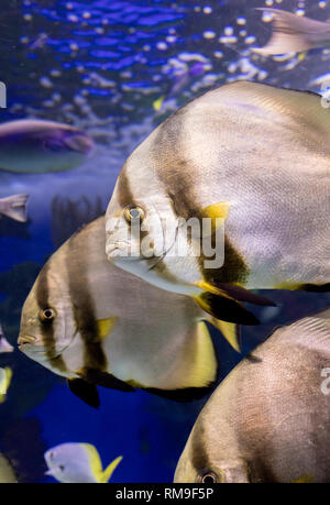 The Batfish at Ripley's Aquarium, in Toronto. It is considered invasive and aggressive fish Stock Photo