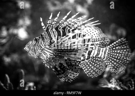 Venomous Lion Fish swimming at Ripley's Aquarium in Toronto, black&white style Stock Photo