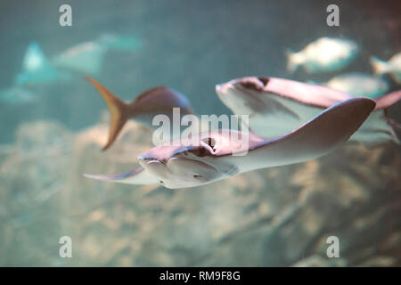 Cownose Rays swimming in blue waters at Ripley's Aquarium, in Toronto, Canada Stock Photo