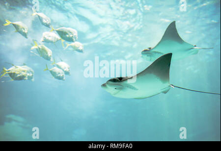 Cownose Rays swimming against a group of small fishes at Ripley's Aquarium, in Toronto Stock Photo