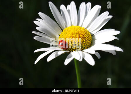 Ladybug sits on a Camomile flower Stock Photo