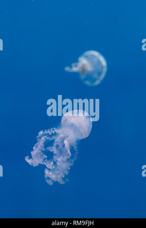White-spotted jellyfish (Phyllorhiza punctata), also known as the Australian spotted jellyfish, gently floating in the kreisel tank, at Ripley's Aquar Stock Photo