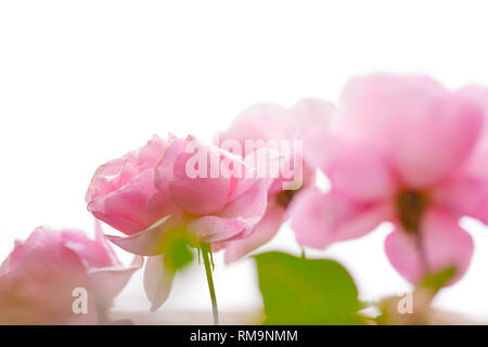 Gentle soft pink blurred roses with snowfkakes on isolated background Stock Photo
