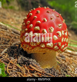 Close up of small fly agaric in the forest Stock Photo