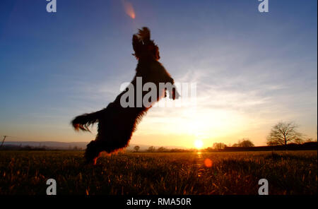 Ripe, East Sussex, UK. 14th February 2019. A cocker spaniel playing catch at the end of a glorious sunny day in East Sussex. © Peter Cripps/Ģ����ý Live News Stock Photo