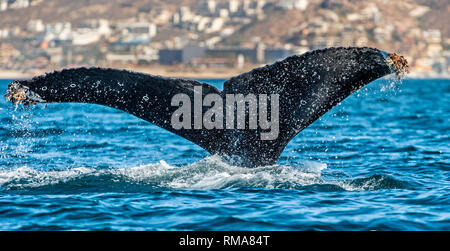 Tail fin of the mighty humpback whale (Megaptera novaeangliae). Stock Photo