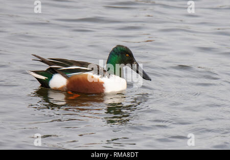 A Northern Shoveler swimming at RSPB Old Moor. Stock Photo