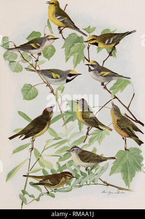 . Annual report. New York State Museum; Science; Science. BIRDS OF NEW YORK lemoir 12. N. Y. State Museum Plate 93. ^&gt;c„:^aij, 3 j^esfrs. BLUE-WINGED WARBLER Vermivora pinus (Linnaeus) BREWSTER'S WARBLER .LAWRENCE'S WARBLER. Vermivora leucobronchialis (Brewster) Vermivora lawrencen (Herrick) GOLDEN-WINGED WARBLER Vermivora chrysoptera (Linnaeus) MALE FEMALE ORANGE-CROWNED WARBLER NASHVILLE WARBLER Vermivora rubricapilla rubricapilla (Wilson) Vermivora celata celata (Say) male immature TENNESSEE WARBLER Vermivora peregrina (Wilson) IMMATURE MALE All i nat. size. Please note that these images Stock Photo