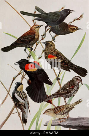 . Annual report. New York State Museum; Science; Science. 1$ I 11 1&gt; S O F N E W V O 11 K Memoir 12. N. Y. State Museum Plate 73. RUSTY BLACKBIRD Euphagus carolinus (Muller) ADULT MALE IN SPRING IMMATURE IN AUTUMN ADULT MALE IN AUTUMN RED-WINGED BLACKBIRD Agelaius phoeniceus phoeniceus (Linnaeus) MALE IN AUTUMN MALE IN SPRING FEMALE BOBOLINK Dolichonyx oryzivorus (Linnaeus) MALE FEMALE All i nat. size. Please note that these images are extracted from scanned page images that may have been digitally enhanced for readability - coloration and appearance of these illustrations may not perfectly Stock Photo
