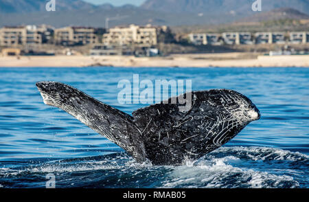 Tail fin of the mighty humpback whale (Megaptera novaeangliae). Stock Photo