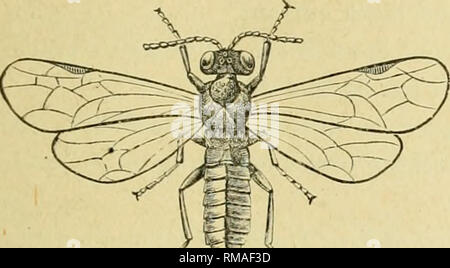 . Annual report. Entomological Society of Ontario; Insect pests; Insects -- Ontario Periodicals. 2. Suckers and leaves curl up with enclosed lice. Bramble Flea-Louse (Trioza tripunctata). 3. Small larva eating the leaves, in spring. Raspberry Saw-Fly (M.onoi)ha,dnaB rubi), Figs. 38 and 39. )}'I E. Attackiug the Fruit : Fijr. 38. Raspberry Saw-fly : Larva on leaf segments magnified to show arrangement of spines. 1, A looper feeding on fruit of rasjiberry and black- berry. Raspberry Geometer (Syiiclilora glaucoria), Fig. 40.. ./ -^  Fis. •?JO. Raspliei-ry Saw-fly.. Please note that these images Stock Photo