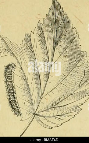 . Annual report. Entomological Society of Ontario; Insect pests; Insects -- Ontario Periodicals. 1903 ENTOMOLOGICAL SOCIETY. 75. 2. Suckers and leaves curl up with enclosed lice. Bramble Flea-Louse (Trioza tripunctata). 3. Small larva eating the leaves, in spring. Raspberry Saw-Fly (M.onoi)ha,dnaB rubi), Figs. 38 and 39. )}'I E. Attackiug the Fruit : Fijr. 38. Raspberry Saw-fly : Larva on leaf segments magnified to show arrangement of spines. 1, A looper feeding on fruit of rasjiberry and black- berry. Raspberry Geometer (Syiiclilora glaucoria), Fig. 40.. Please note that these images are extr Stock Photo