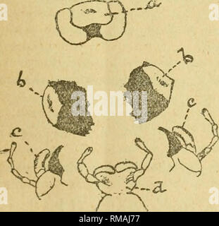 . Annual report. Entomological Society of Ontario; Insect pests; Insects -- Ontario Periodicals. Fig. 38.—The head of the squash bug showing the antennae (a), the eyes (b), the 4-jointed beak'(c), the four lances (d) and (e), and the labrum (f), (Original.) The two large compound eyes situated behind the foot of the antennae are very similar to those of the cabbage butterfly, described and illustrated in last year's Report. In addition to the two compound eyes two simple eyes or ocelli may be seen with the aid of a magnifying glass between the large eyes. They look like minute glass beads. If  Stock Photo