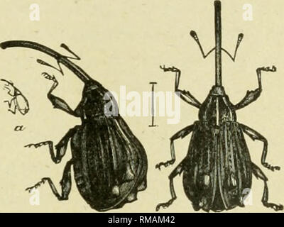 . Annual report. Entomological Society of Ontario; Insect pests; Insects -- Ontario Periodicals. Fig. 19.—Flat-headed Apple Tree Borer {Chrysobothris femorata); a, larva; &amp;, pupa; d, adult. Fig. 20.—Apple Curculio. Tlie four most important insects in this district were the Apple Maggot, or Eailroad Worm {Rhagoletis pomoneUa), Codling Moth {Carpocapsa pomonella), Plum Curculio (Conotrachelus nenuphar) and the Apple Curculio (Anthonomus quadrigibhus), and they rank in that order as to injury. The Apple Maggot was most injurious on Tolman's Sweot, Alexander, and Lowland Easpberry. Mr. E. W. S Stock Photo