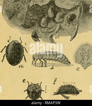 . Annual report. Entomological Society of Ontario; Insect pests; Insects -- Ontario Periodicals. jyo7 KNTOMOLOGICAL SOCIETY. 57 '.^vS tthSftn. -.--t^^^^pl^ /'l^.. 'j#&gt;rr... ii /?m ,g^fc:; Fig. 15. Two enemies of the San Jose Scale, (a) Beetle; (6) larva; (c) pupa of Pitifut Lady-beetle {Pentilia misella); (d) blossom end of pear, showing scales with larva and beetles feeding on them; (e) Twice-stabbed Lady-beetle (Chilocorus hivulnerus); (/) its larva, (a, b, c and d after Howard, &amp; Marlatt, c and / after Riley). Curtis scale (Aspidiotus ostreceformis Figs. 16-18, This scale is mucli mo
