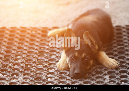 bored puppy dog looking at camera, sunlight Stock Photo