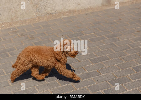 ginger poodle running in street during day. Stock Photo