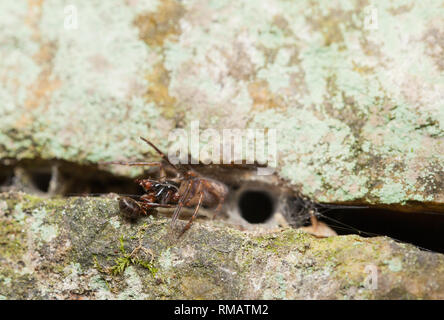 Snake-back spider with prey Stock Photo