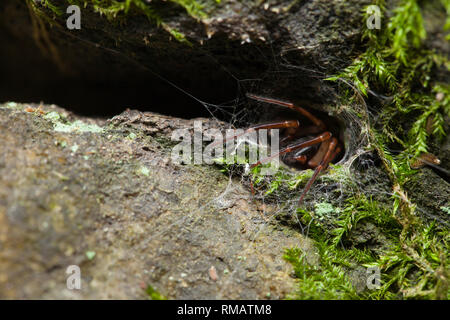Snake-back spider stalking prey Stock Photo