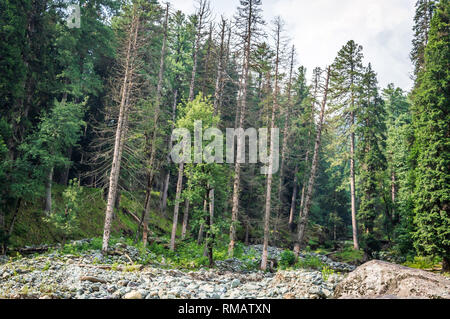 Deforestion of trees. Interference of humans. Destruction of nature. Deforestation of pine trees. Dead trees among green trees in a woodland Stock Photo