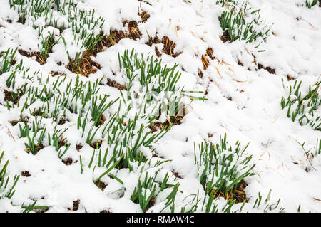 Green grass growing on ground covered with snow. Green grass blades sprouting out from snow cover Stock Photo