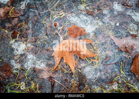 A maple leaf burried under a thin layer of ice with. Air bubbles visible on ice surface Stock Photo