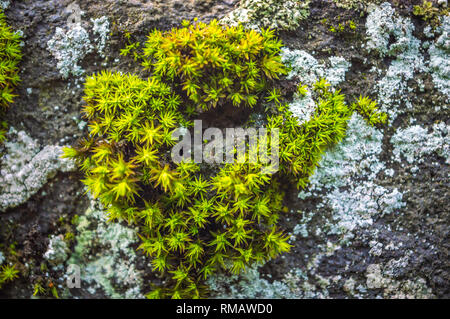 Dark green coloured moss growing on limestone rocks. Lichens growing on a rough rocky surface Stock Photo